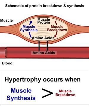 anabolic
